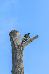 the raven sits on a fallen tree against the blue sky