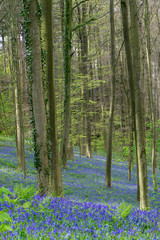 Fototapeta na wymiar Bluebells bloom in the Hallerbos