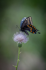 Butterfly on Thistle