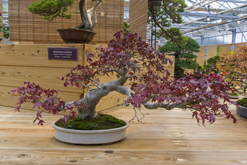 Bonsai tree  - Japanese maple