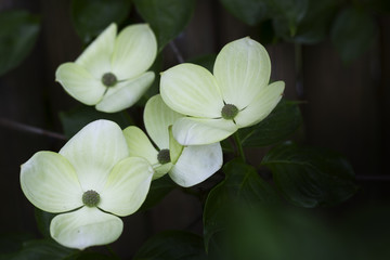 Obraz premium Blühender Blumen-Hartriegel (Cornus Kousa)