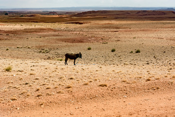 Esel in Wüste