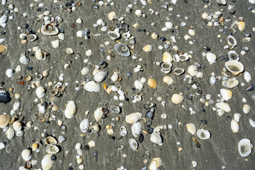 Shells on sandy beach background, top view. space for tex
