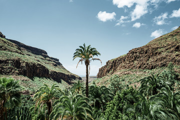 Fototapeta premium Palme