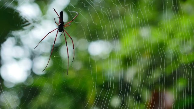 Spider on web in forest, Thailand.