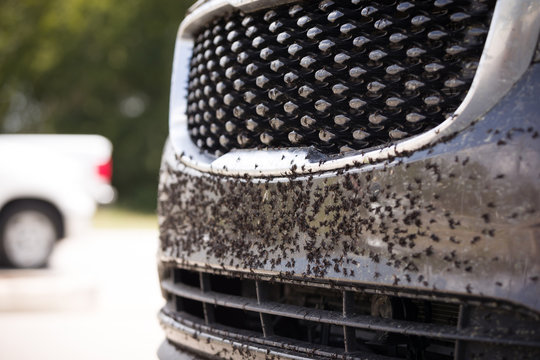 insects and black-flies on front of a car before washing. midges