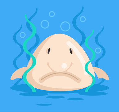 Sad Faced Blob-fish a deep sea survivor? #blobfish #fish #shorts 