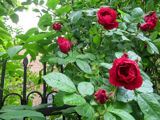 Beautiful half-opened bright red rose flowers against the background of green leaves with drops of dew. The rose of the "Paul's Scarlet Climber" variety climbs on the metal fence in the garden