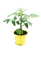 tomatenpflanze tomatensetzling jungpflanze setzling isoliert freigestellt auf weißen Hintergrund,...