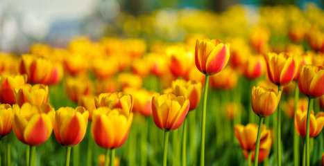 Flowers in Botanic garden