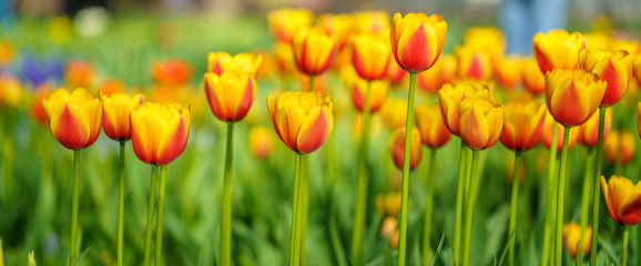 Flowers in Botanic garden