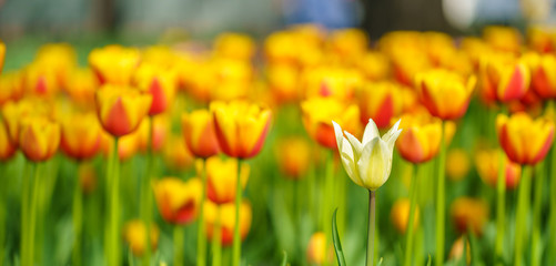 Flowers in Botanic garden