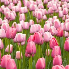 beautiful tender pink tulips in the spring field or on the lawn in the park