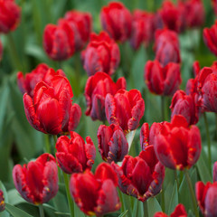 beautiful bright red tulips in the spring  lawn in the park
