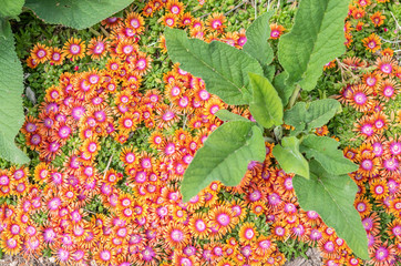 Yellow-purple flowers and green plant at Denver Botanic Garden, Denver Colorado
