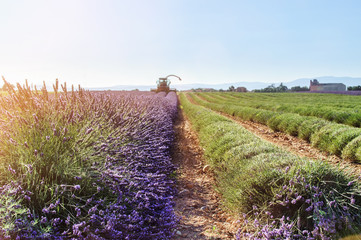 Fototapeta na wymiar Harvesting lavender, Plateau of Valensole, Provence, France
