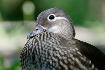 Mandarin duck