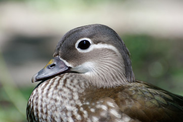 Mandarin duck