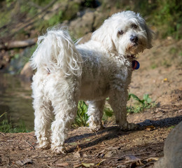 Maltese cross pet dog in the countryside