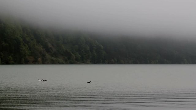 Misty forest lake