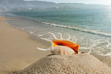 Big seashell on the beach