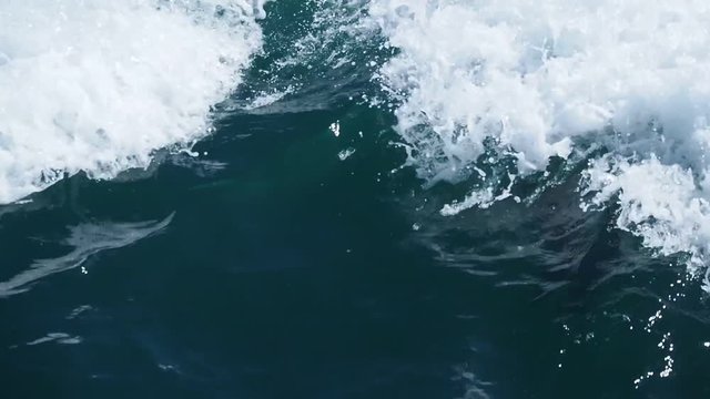 Seal follows Katamaran