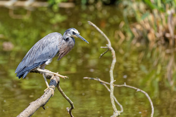 Aigrette à face blanche