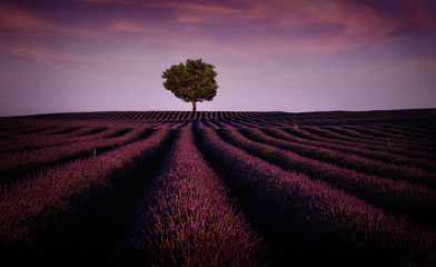 Lavender field with tree during sunset