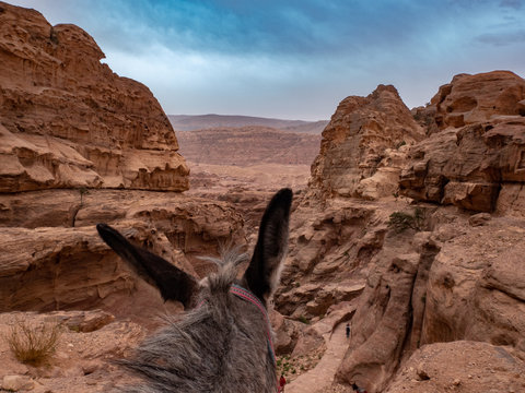 Looking at the desert landscape while sitting on a donkey - Powered by Adobe