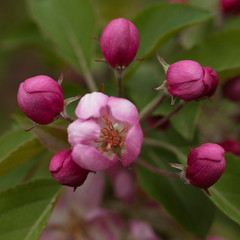apple tree branch with a beautiful bright pink flower and red buds