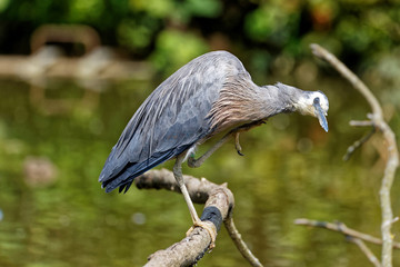 Aigrette à face blanche