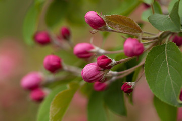 Obraz na płótnie Canvas apple tree branch with beautiful bright pink and red buds