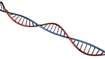 Dna, elica di Dna, acido desossiribonucleico è un acido nucleico che contiene le informazioni genetiche per lo sviluppo ed il corretto funzionamento della maggior parte degli organismi viventi
