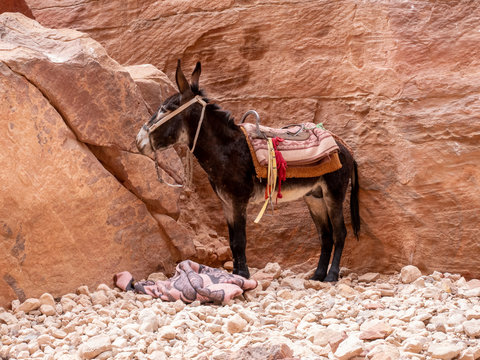 Donkey waiting for Tourist in the ancient city of Petra, Jordan