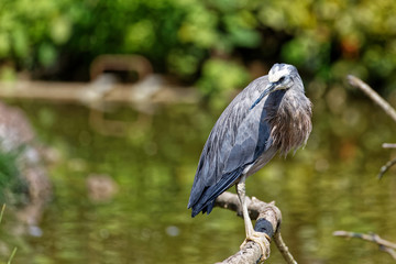 Aigrette à face blanche