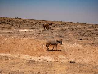 Wild donkeys run across the desert near Salalah, Oman