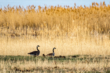 Obraz na płótnie Canvas Canada geese in a tall, grassy field
