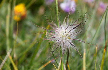Ripe Meadow anemone (Pulsatilla) with seeds