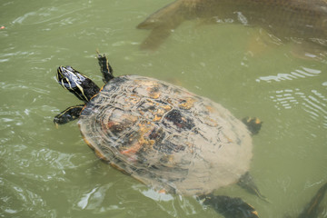 Obraz premium Schildkröten