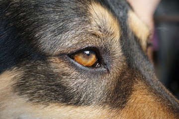 Auge vom Hund