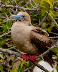 Rdd Footed Booby on Perch