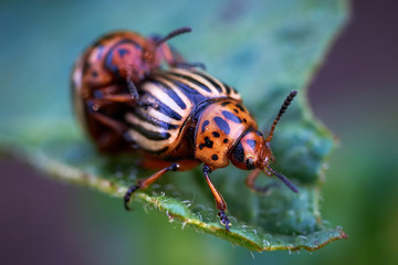 Colorado potato beetle (Leptinotarsa decemlineata)