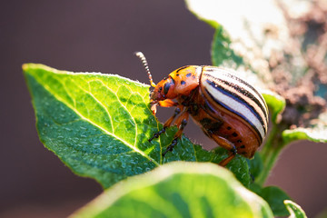 Colorado potato beetle (Leptinotarsa decemlineata)