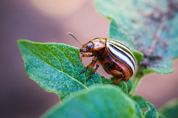 Colorado potato beetle (Leptinotarsa decemlineata)