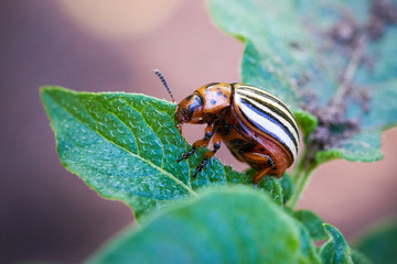 Colorado potato beetle (Leptinotarsa decemlineata)