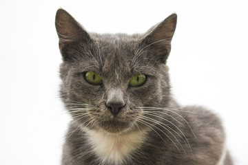 Fototapeta na wymiar gray cat on a gray sky background. gray cat.