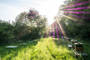Bienenkästen am Waldrand © focus finder