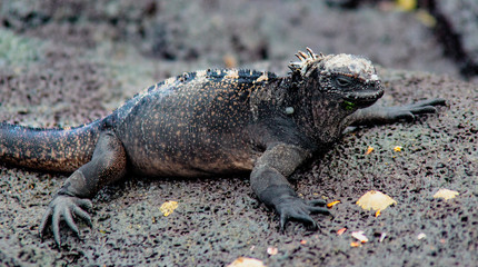 Marine Iguanas Sunning on Rock