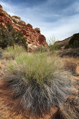 Cohab Canyon is a popular destination in Capitol Reef National Park. The trail reveals broken,...