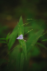 Small flower
